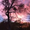 jamescobeys - @jamescobeys - TikTok