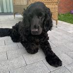 James 🐾 - @james_cockerspaniel - Instagram
