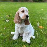 James - @james_cocker007 - Instagram
