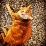 James Combe - @james_combe1backup - Instagram