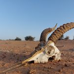 James Conder - @farflownfalcon - Instagram