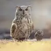 James McConvery - @james.mcconvery - TikTok