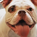 James Convey - @storm_the_pocket_bully22 - Instagram