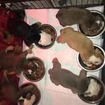 James xpandabullz coomber - @jamesxpandabullz - Instagram