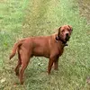 CopperJames - @copperjames25 - TikTok