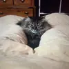 James Corkery - @james.corkery - TikTok