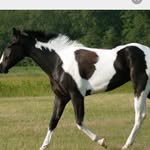Jamescraggs - @jimbo_horses_ - Instagram