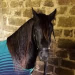 Jamescraggs - @horses123465789 - Instagram
