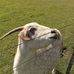 Blaming James Tarte for the Goat Craze - Facebook