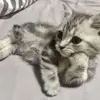 James Cue Douglas Morrison - @james.cue.douglas - TikTok