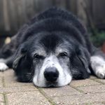 James Danaher - @jwdcubfan - Instagram