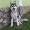 James Davidson - @davidson.james09 - TikTok