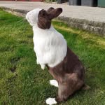 James dearden - @james_and_alfie_ - Instagram
