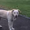 jamesdegeorge19134 - @jamesdegeorge19134 - TikTok