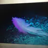 James Demello - @james.demello0 - TikTok
