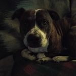 James Dice - @james.dice.18488 - Instagram