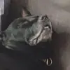 jamesdingus2 - @jamesdingus2 - TikTok