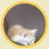 abc123 - @jamesdittmar3 - TikTok