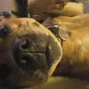 James Duffield - @james.duffield - TikTok