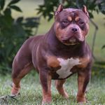 James Duplechain - @5d_bullies - Instagram