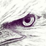James eagle tail feathers - @nigga_juice.24 - Instagram