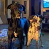 James Meland - @jamesmeland - TikTok