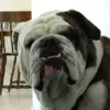 Mark James Eldred - @30200557385 - TikTok
