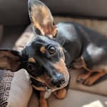 winston james eldredge - @winston.the.chiweenie - Instagram