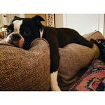 Captain Louie James Ellerman - @chroniclesofasleepinglouie - Instagram