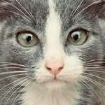 Kitty Boy James Thomas Ellicott James - @kittyboyjames - Instagram
