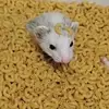 jinx.8164 - @james.emmick.444 - TikTok