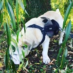 James_engelse_bulldog - @james_engelse_bulldog - Instagram