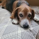 James Erice - @danteswolf - Instagram
