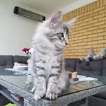 James Eriksson - @james.eriksson.1257 - Instagram