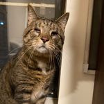 James Ferko the blind cat - @jamesferkotheblindcat - Instagram
