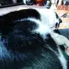 James Lake - @jamesisflames - TikTok