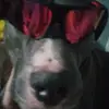James Foster - @james.foster3477 - TikTok
