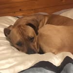 Dialymaxdogo - @jamesfreimuth92 - Instagram