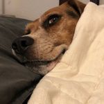 Tugg James Garton - @tuggthebeagle - Instagram