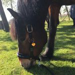 Lilly - @gerdesliebe_james - Instagram