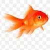 gillington - @james.gillington - TikTok