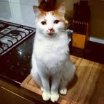 James - @james_gingecat - Instagram