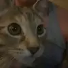 jamesgingiog - @jamesgingiog - TikTok