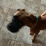 Brady James Gingrich - @brady_james_the_buddie - Instagram
