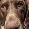 James Gose - @james.gose - TikTok