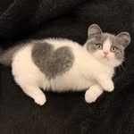 Mr.Binx - @goggin.james - Instagram