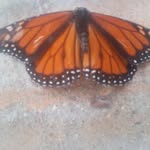 James Goodloe - @jgoodloe725 - Instagram