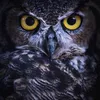 user1149877497698 - @jamesgoodwill - TikTok