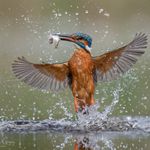 James Gregory Photography - @jamesgregorywildlifephoto - Instagram
