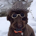 James Grimmer - @woodfurdthedog - Instagram